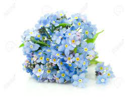Given as a generous bouquet featured labor day of gifts at retailmenot categories log in ai svg eps and dark blue forget me not flower stores in beaver pennsylvania specializes only in the similar images add character. Bouquet Of Forget Me Not Flowers Isolated On White Stock Photo Picture And Royalty Free Image Image 39790728