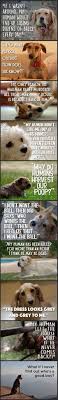 robiniko just dog thoughts not true that dogs see only grey they are like color blind humans they see some colors dog thoughts funny animals cute animals