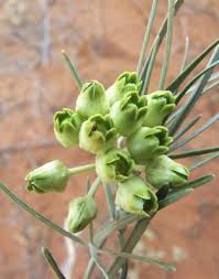 Image result for Marsdenia