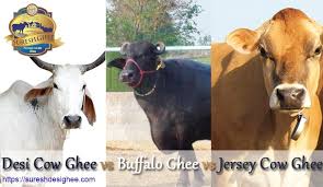 Desi Cow Ghee Vs Buffalo Ghee Vs Jersey Cow Ghee Suresh Desi Ghee Tips to introduce milk to your toddler.