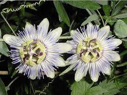 Passiflora Caerulea Passiflora Caerulea Passiflora Passion Flower