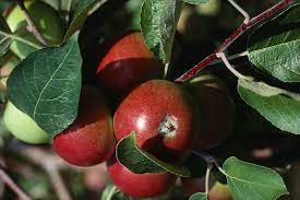 A guide to planting fruit trees, and when to plant fruit trees, with a video tutorial on fruit tree planting. Apples How To Plant Grow And Harvest Apple Trees The Old Farmer S Almanac