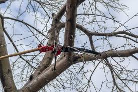If your tree has not been pruned in several years, a more vigorous trim may be necessary. 1 952 Apple Tree Pruning Photos Free Royalty Free Stock Photos From Dreamstime
