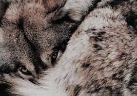 Aesthetic Wolves Werewolf Aesthetic Werewolf Wolf