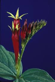 Image result for Spigelia