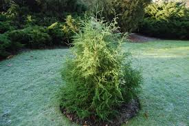 Image result for Juniperus procera