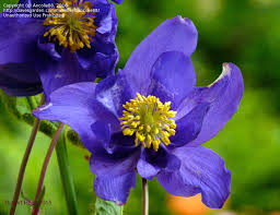 Image result for Dissotis glandulosa