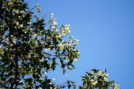 Image result for Hernandiaceae