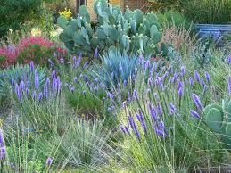 Plano Texas A Sense Of Place Prairie Garden Meadow Garden Native Plants