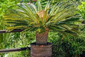 Maybe you would like to learn more about one of these? Sago Palm Care