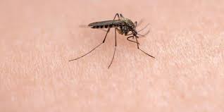 Ab dem ersten frost kann man eigentlich davon ausgehen kaum mehr mücken zu sehen, d.h wenn die. Auch In Deutschland Gefahrliche Muckenstiche Verbreitung Des West Nil Virus Befurchtet