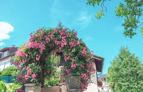 The 'new dawn' roses that we have in our gardens are at least 60 years old. Best Climbing Roses And Where To Plant Them Lovetoknow