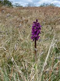 Need help solving orchid watering problems? Epipactis Atrorubens And More Early Purple Orchid Gallery Orchis Mascula