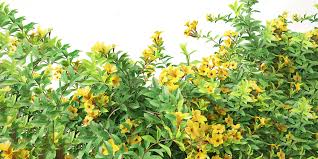 Image result for Allamanda schottii