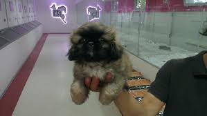 Satilik Pekingese Yavrulari Satilik Kopek Kopek