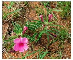 Image result for Pterodiscus aurantiacus
