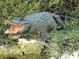 Under the florida statutes, all state symbols fall. Florida State Symbols Florida Department Of State
