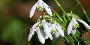 Die größten blüten bildet galanthus plicatus, eine art, die erst spät im märz blüht. Schneeglockchen Tipps Zu Standort Und Pflege Sowie Vermehrung