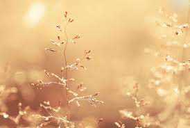 Hd Golden Color Wallpaper Download Free 79080 Plant Lighting Golden Colour Wallpaper Colorful Wallpaper