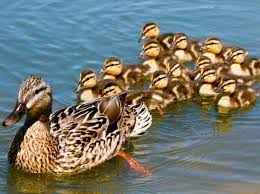 Sie fressen diese steine, damit die verdauung im körper voll in gang kommt. Entenkuken Sind Nicht Nur Suss Sondern Auch Schlau
