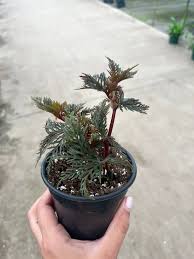 Image result for Begonia longipetiolata