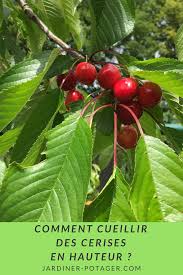 Comment Cueillir Les Cerises En Hauteur Cerise Arbre Fruitier Jardin Potager