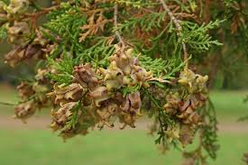 Image result for Culcasia orientalis