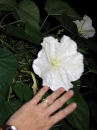 Ipomoea quamoclit, commonly called cypress vine, is native to tropical america. August 2004 Digging