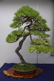 Pin By Gunter Stiewe On Bonsai Bonsai Tree Pine Bonsai Black Pine Bonsai