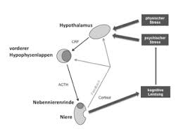 Because these glands often act in concert, physiologists and endocrinologists find it convenient and descriptive to speak of them as a single system. Psychophysische Auswirkungen Von Akuter Korperlicher Belastung Im Kontext Schule Ein Uberblick Zeitschrift Fur Sportpsychologie Vol 19 No 1
