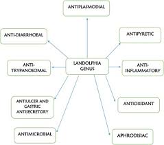 Image result for Landolphia congolensis