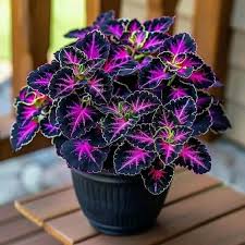 Image result for Caladium