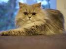 Persian Cat Breed Profile | Petfinder
