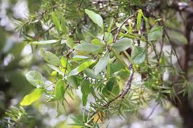 Image result for Loranthaceae