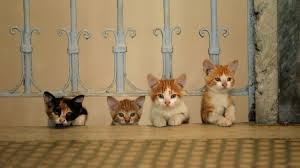 An Instagram Round Up Of Istanbul S Famous Street Cats Savoir Flair