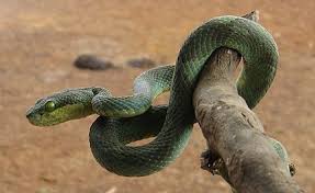 Trimeresurus albolabris, native to southeastern asia from india to china and indonesia. Trimeresurus Gramineus Wikipedia