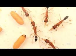 Kết quả hình ảnh cho KIẾN