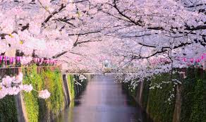Check out best japan cherry blossom festivals 2020. Cherry Blossom Forecast 2020 Travel Japan Jnto