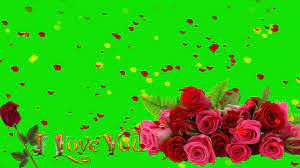 Rose Petals Falling Video Free Download Star Video Effect Rose Petals Falling Flower Wallpaper Green Background Video