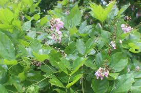 Image result for Millettia pinnata
