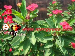 Alasan jenis pohon bonsai menjadi mahal ini dikarenakan jenis, ukuran, dan coraknya yang unik dan cantik, terlebih bonsai langka. Bunga Euphorbia Walau Berduri Tapi Banyak Yang Suka