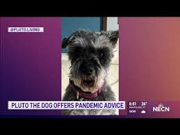Pluto The Dog Reminds Everyone To Stay Home Youtube In 2020 Pluto The Dog Reminder Videos