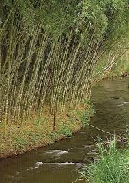 Image result for Oreobambos buchwaldii