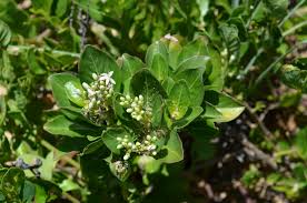 Image result for Salacia kraussii