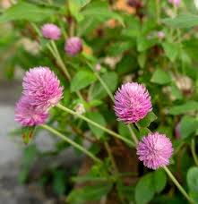 Image result for Gomphrena globosa
