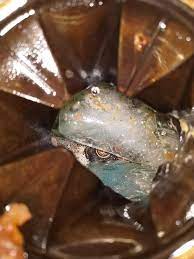 Maybe you would like to learn more about one of these? Broken Glass Full Of Change Fell Into Garbage Disposal How Can I Fix This Fixit