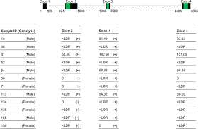 Sdy Gene Structure Real Time Qpcr Assay Amplicon Localisation And Download Scientific Diagram