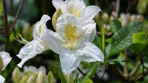 Il diario del mal di testa può offrire indizi importanti che aiuteranno il medico a diagnosticare il tipo di mal di testa e a scoprirne. Fiori Primaverili Profumati Idee Green