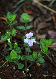 Image result for Ruellia cordata