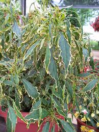 Image result for Acalypha ambigua